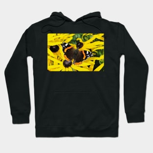 Vanessa Atalanta on Rudbeckia Hoodie